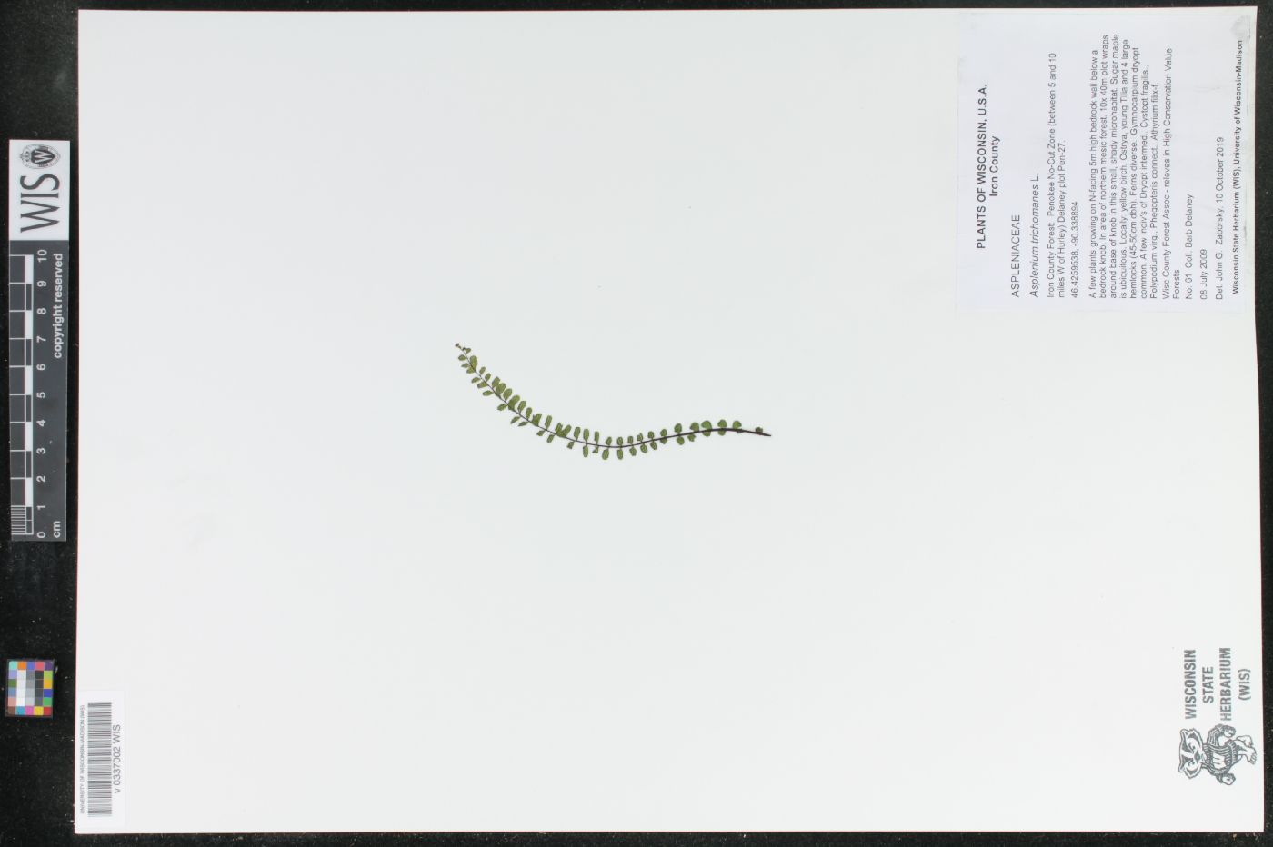 Asplenium trichomanes image