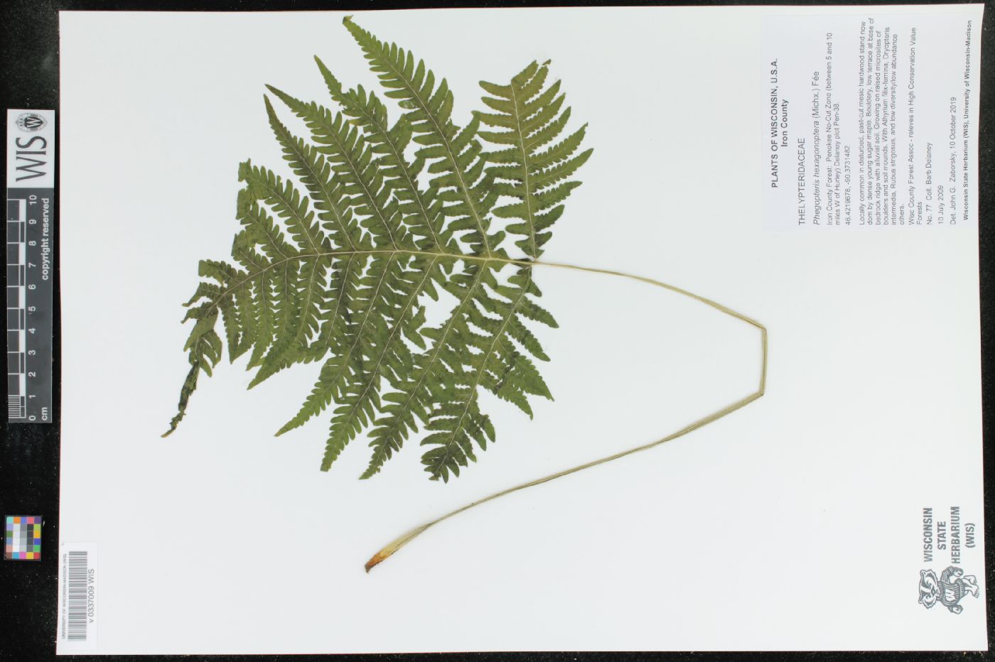 Phegopteris hexagonoptera image