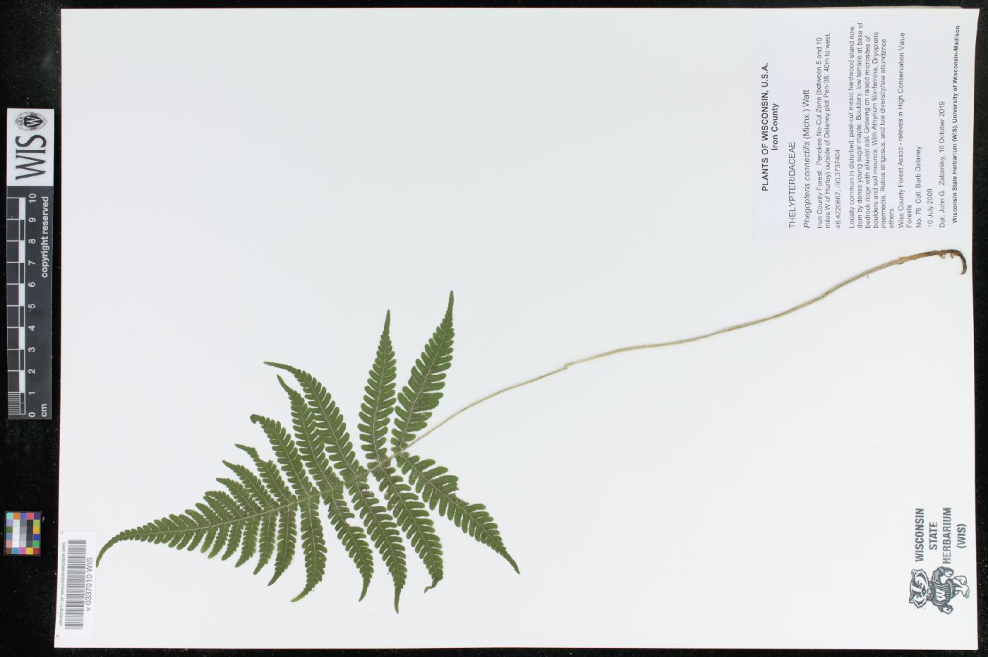 Phegopteris connectilis image