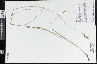 Carex merritt-fernaldii image