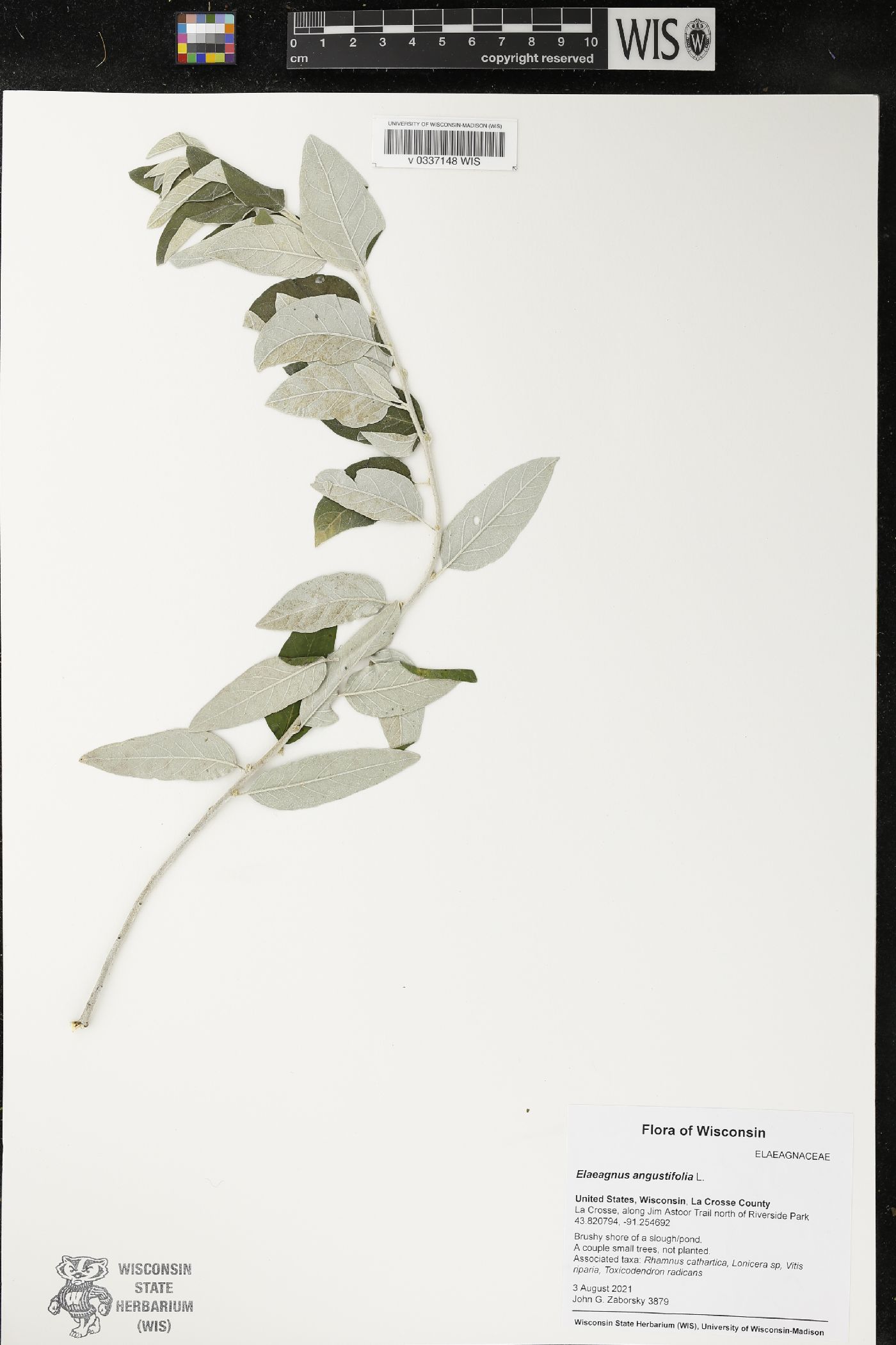 Elaeagnus angustifolia image