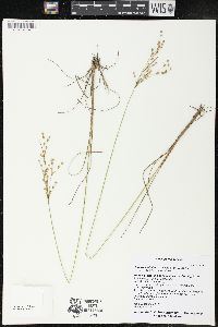 Juncus anthelatus image