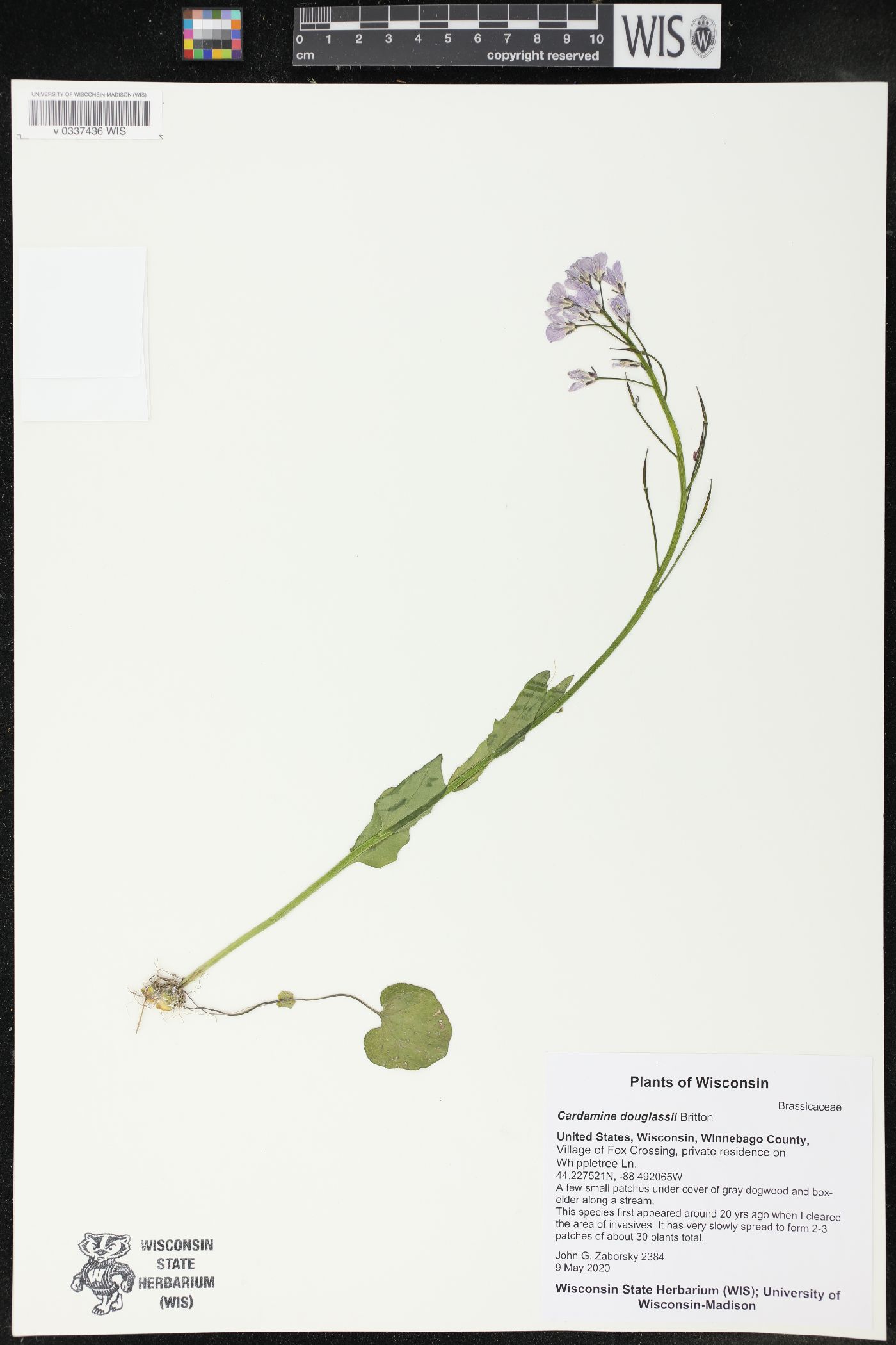 Cardamine douglassii image