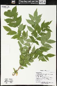 Image of Rhus copallina