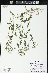 Senecio vulgaris image