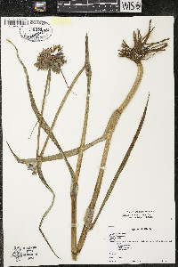 Tradescantia ohiensis image