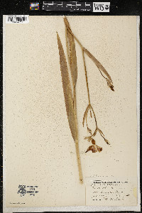 Belamcanda chinensis image