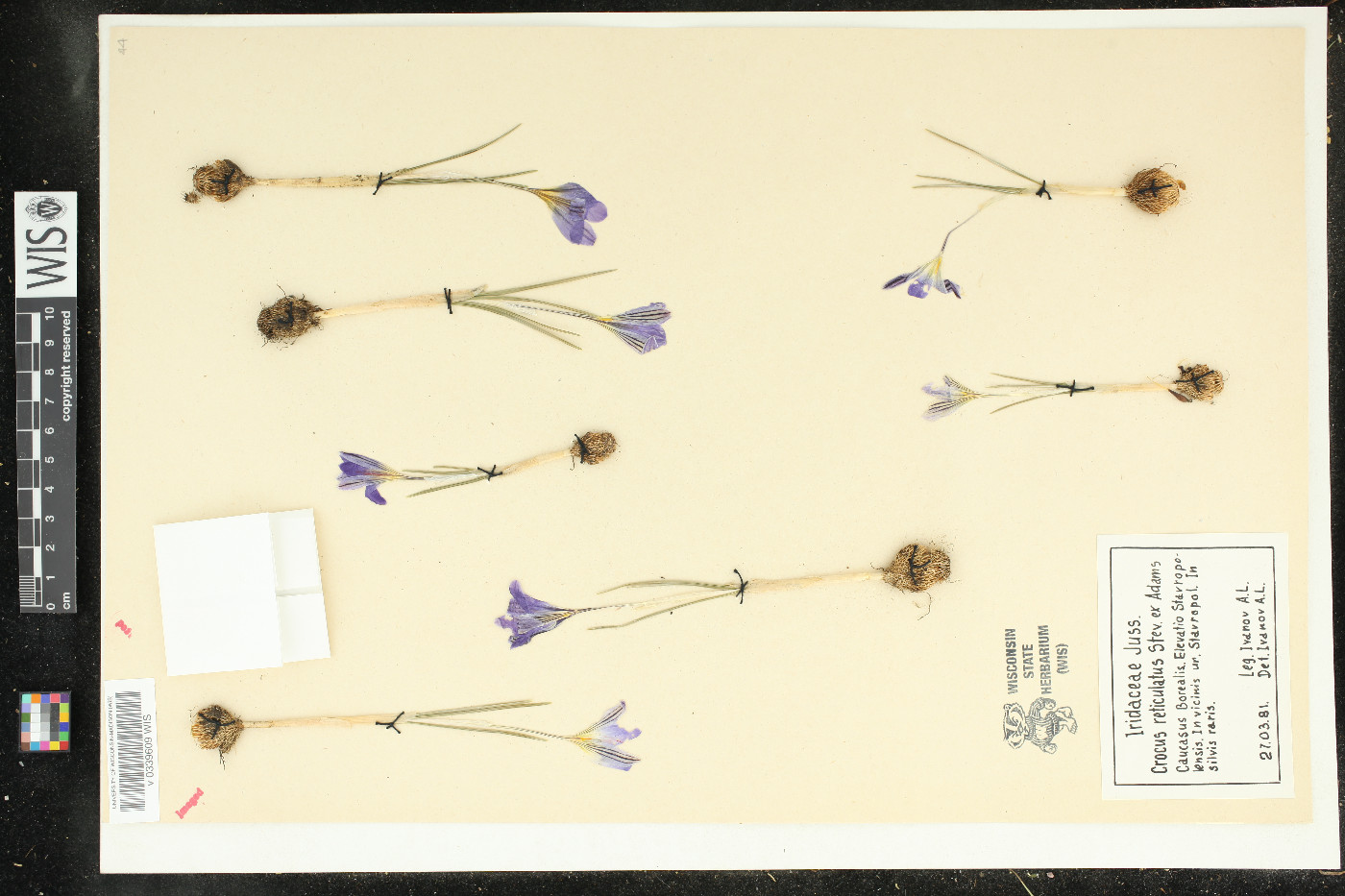 Crocus reticulatus image