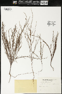 Polygonum tenue image