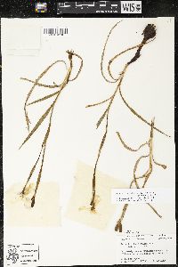 Herbertia lahue subsp. caerulea image