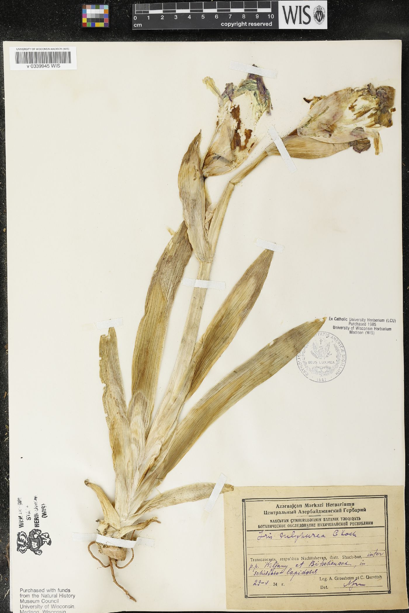 Iris imbricata image