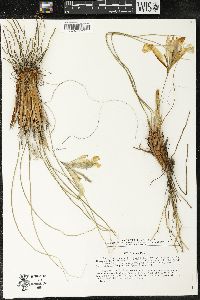 Iris tenuifolia image
