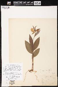 Cypripedium candidum image