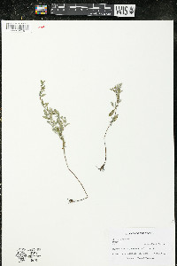 Oenothera perennis image