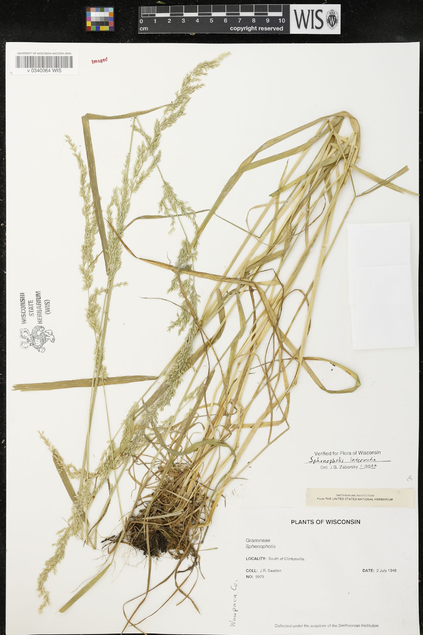Sphenopholis intermedia image