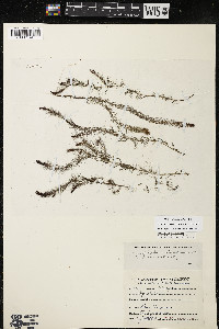 Myriophyllum alterniflorum image