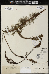 Myriophyllum heterophyllum image