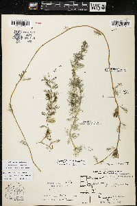 Myriophyllum sibiricum image