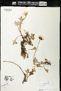 Chrysanthemum arcticum image