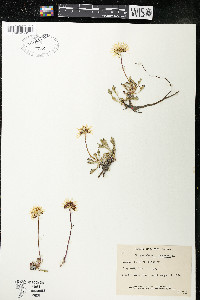 Chrysanthemum arcticum image