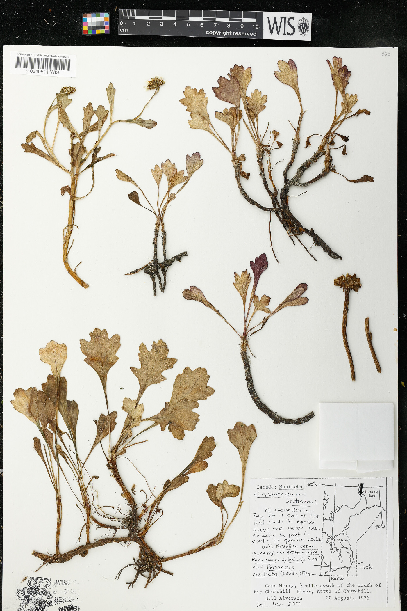 Chrysanthemum arcticum image