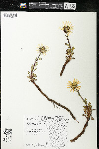 Chrysanthemum arcticum subsp. arcticum image