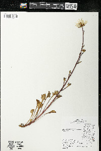 Chrysanthemum arcticum image