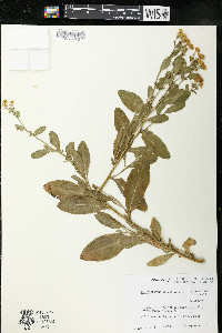 Tanacetum balsamita image