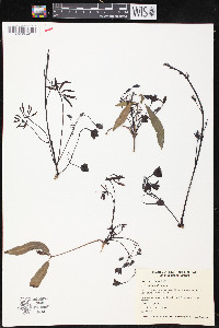 Stauntonia latifolia image