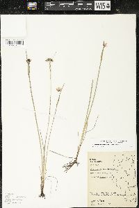 Sisyrinchium montanum image