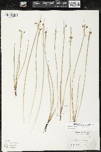 Sisyrinchium montanum image