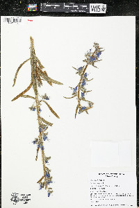 Echium vulgare image