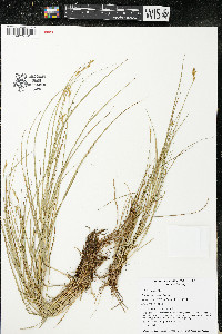 Carex crawfordii image