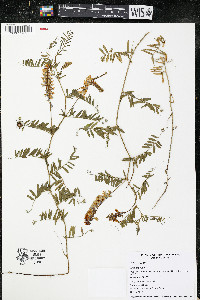 Vicia cracca image