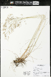 Deschampsia flexuosa image