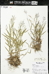 Panicum tsugetorum image