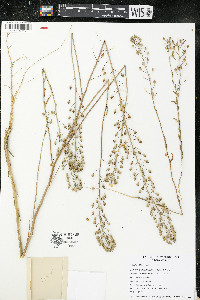 Camelina microcarpa image