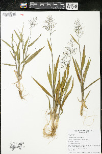 Panicum tsugetorum image