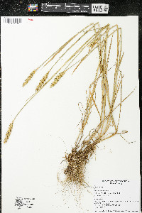 Triticum aestivum image