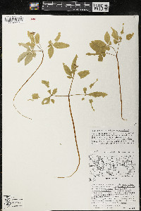 Panax trifolius image