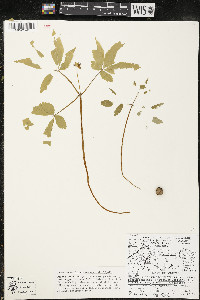 Panax trifolius image