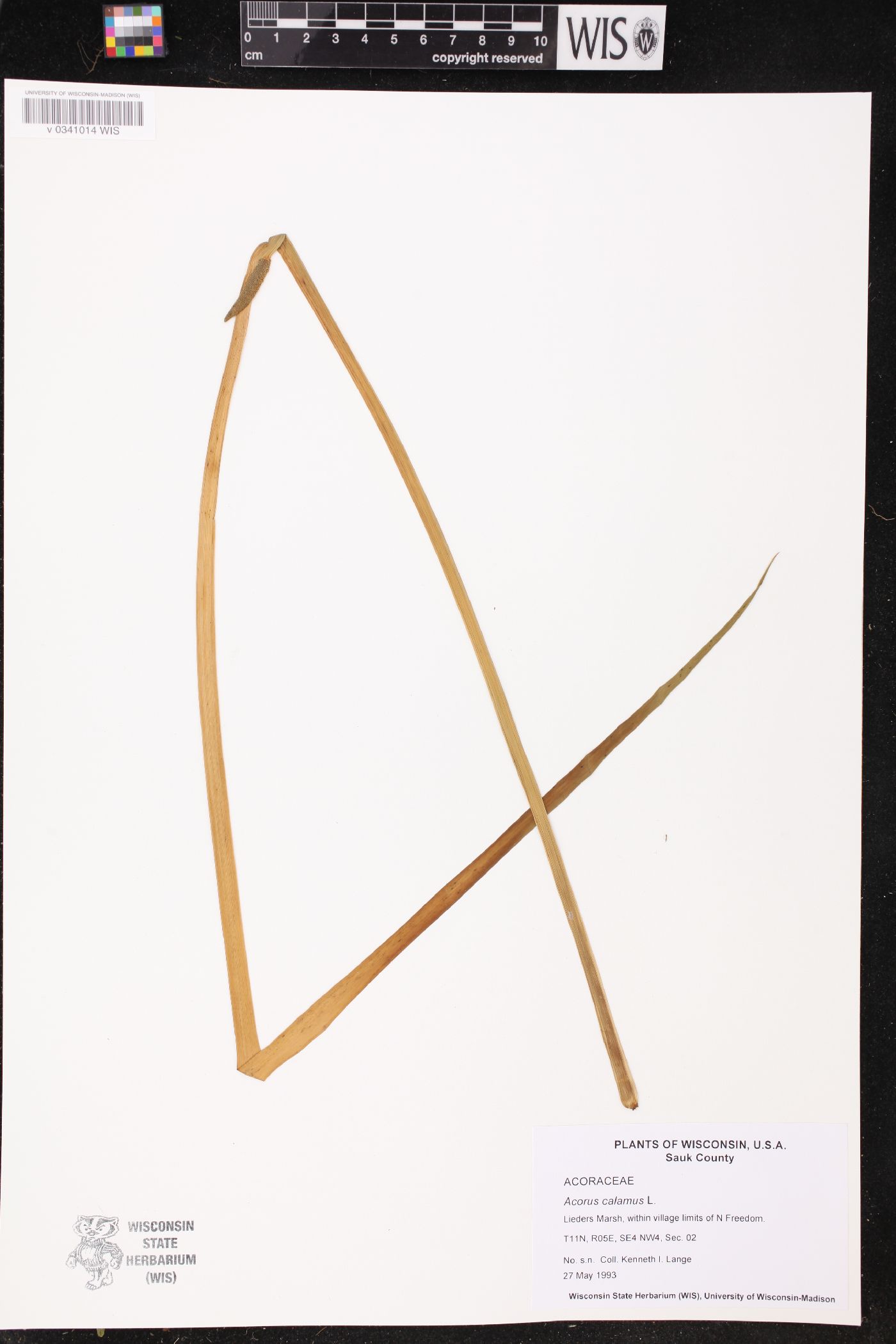 Acorus americanus image