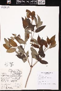 Sambucus racemosa subsp. racemosa image
