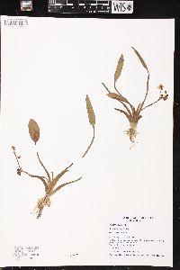 Sagittaria rigida image