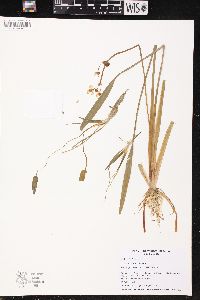 Sagittaria rigida image