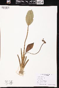 Sagittaria rigida image