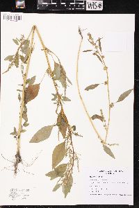 Amaranthus hybridus image