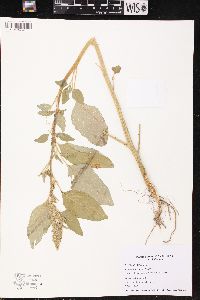 Amaranthus retroflexus image