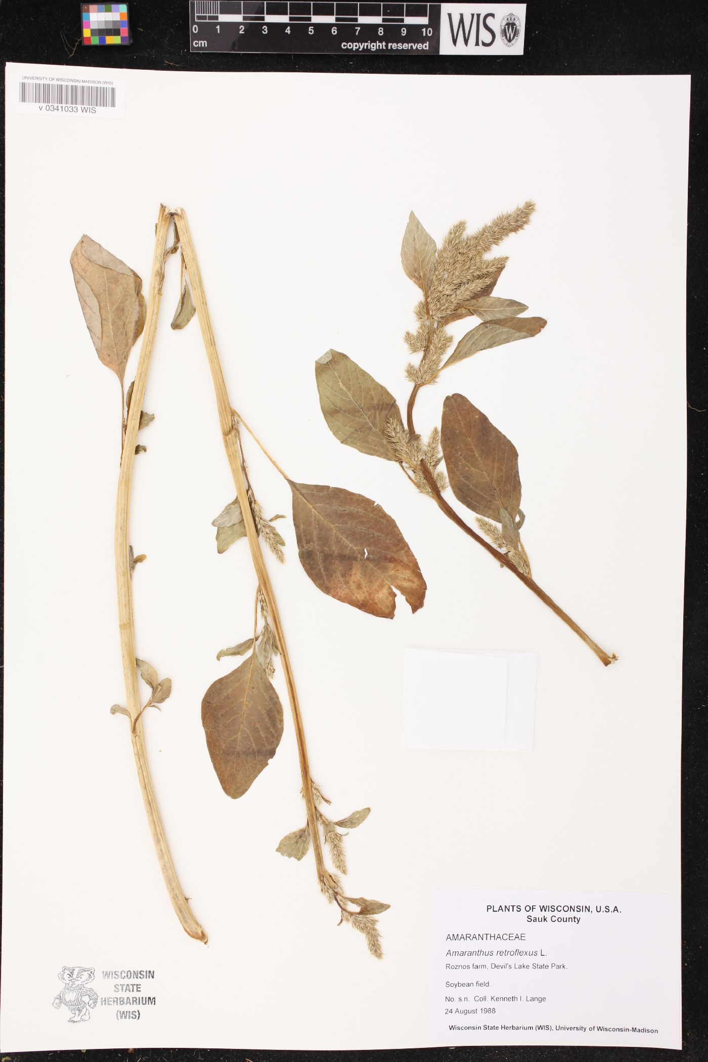 Amaranthus retroflexus image