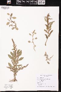 Amaranthus tuberculatus image